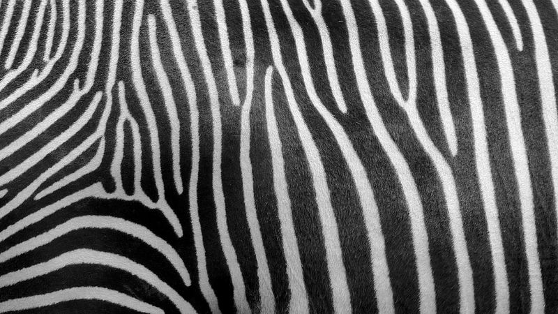 A black and white photo of the side of a zebra